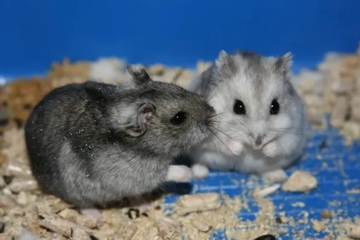 Casal de Hamsters jovens com acessórios