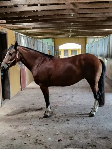 Vendo égua crioula mansa de confiança para qualquer pessoa anda principalmente criança 