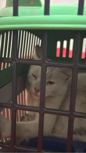 Doação de gata