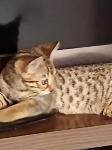 Filhotes de gato Bengal ,promoção 