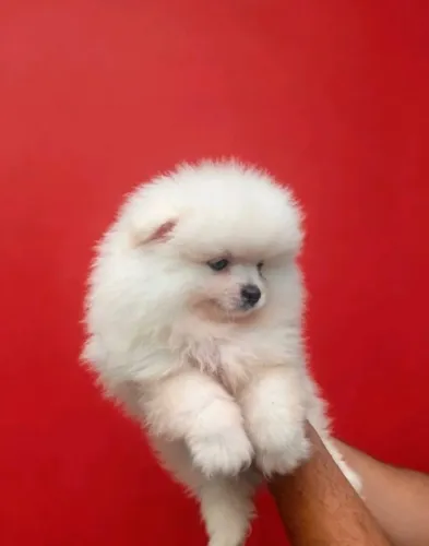 Lulu (macho )