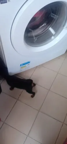 Pinscher 