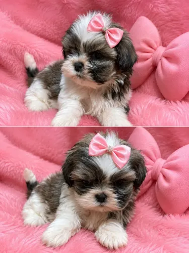 Shih tzu