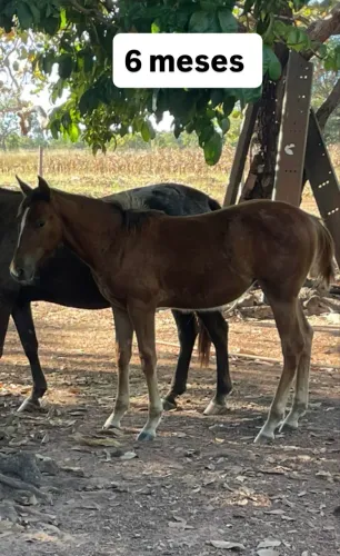 Potra quarto de milha