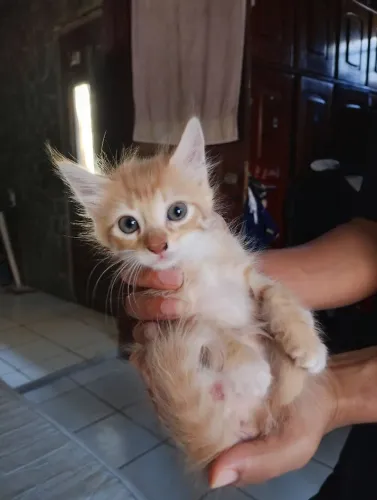 Adoção de uma gatinha