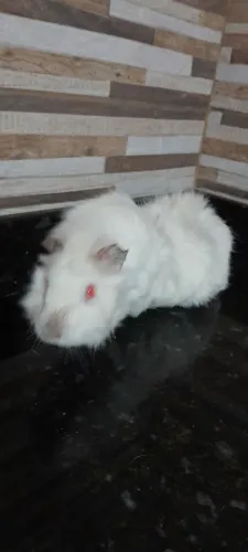 Porquinho da india albino - (Macho)