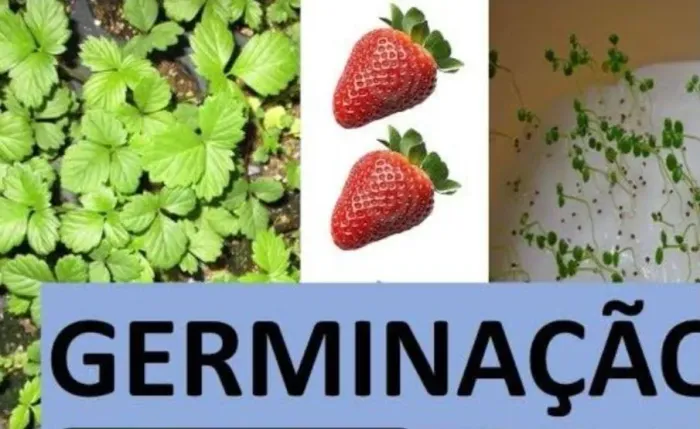 40 Sementes de morango alta taxa de germinação