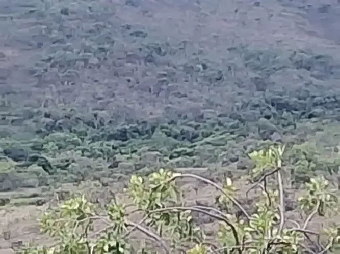 TERRENO RURAL 230 HECTARES