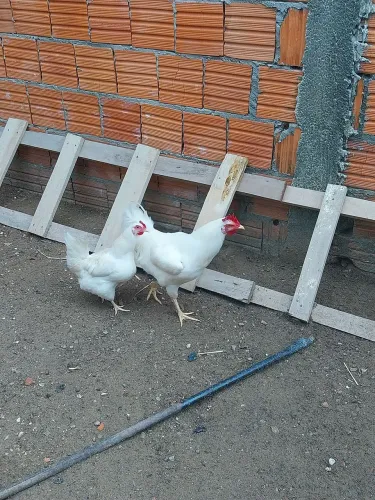 Galinha garnize