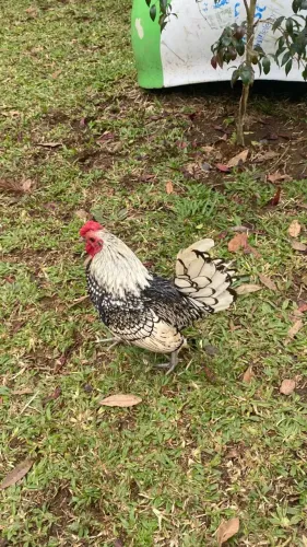 Galo Sebright prata
