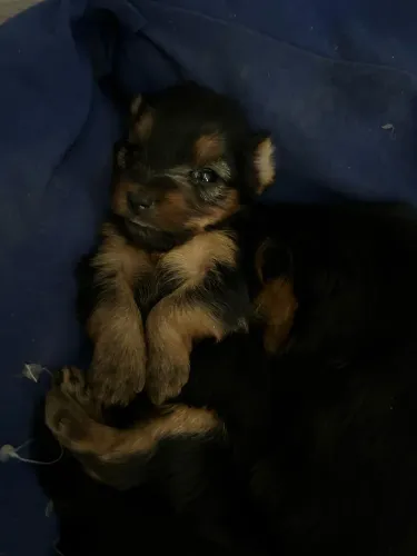 Yorkshire Terrier Mini