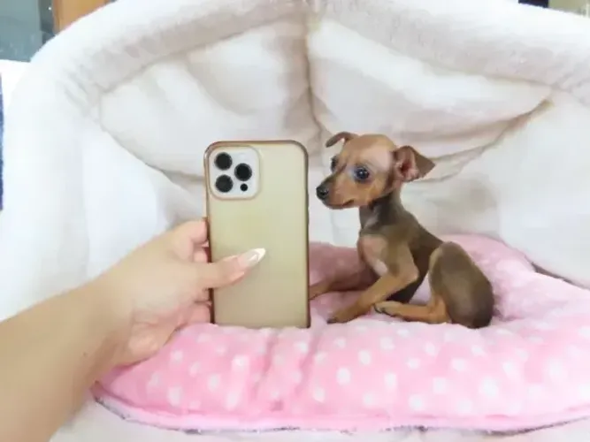Pinscher/Pincher Cachorro de Porte Reduzido Macho e Fêmea Vacinados SP