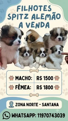 Filhotes Spitz alemão 