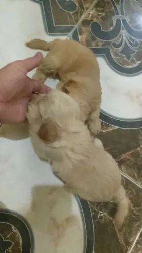 Cachorro pulldle