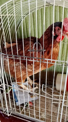 Galinha
