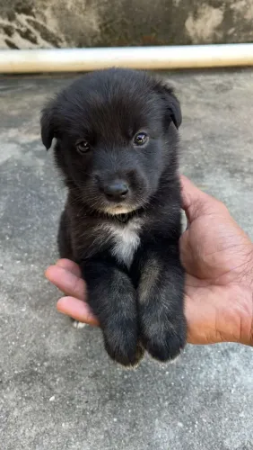 Filhote Border Collie para Doação