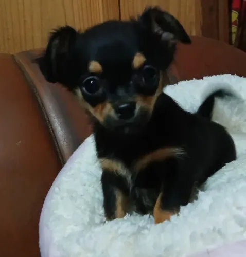 Chihuahua femea 
