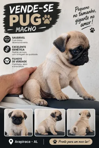 Filhote de Pug 