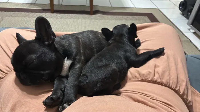 Buldog francês
