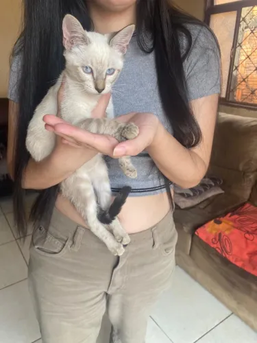 Adote essa gatinha fêmea!!