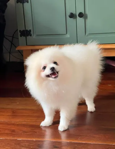 lulu da pomerania