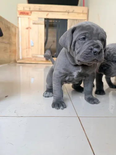 Cane Corso