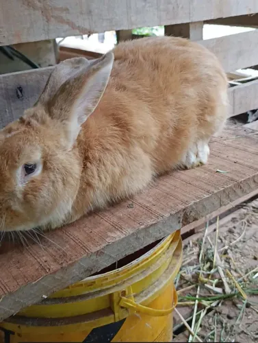 Vende -se coelhos