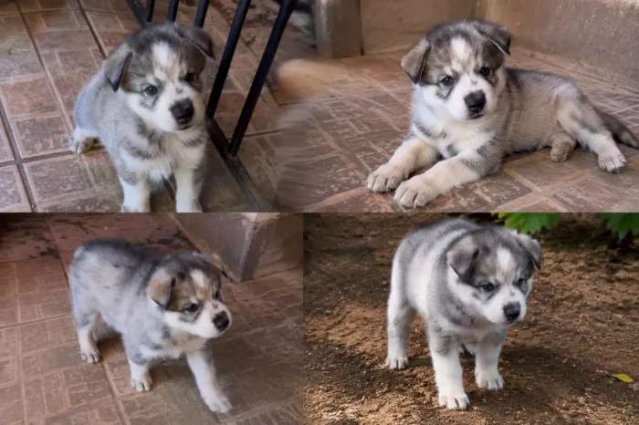 Oportunidade Filhote Husky Siberiano 