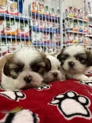 Shihtzu machos e fêmeas perfeitos e perfeitas