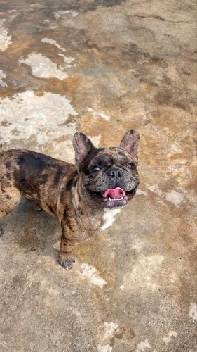 Bulldog Francês Procura Namorada