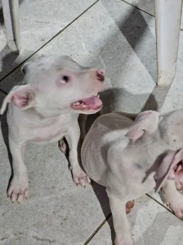 Vendo filhotes de cachorro pitbull 