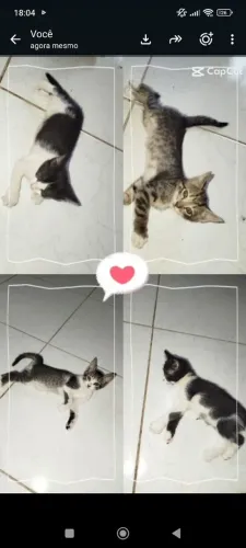 Filhotes para adoção