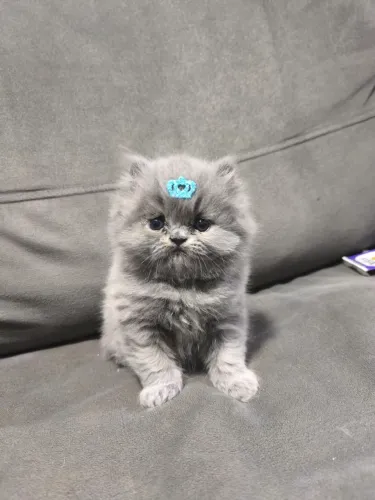 Filhotes de gatos Persa 