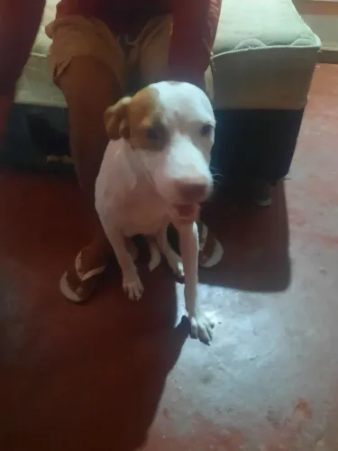 Doação de cachorro