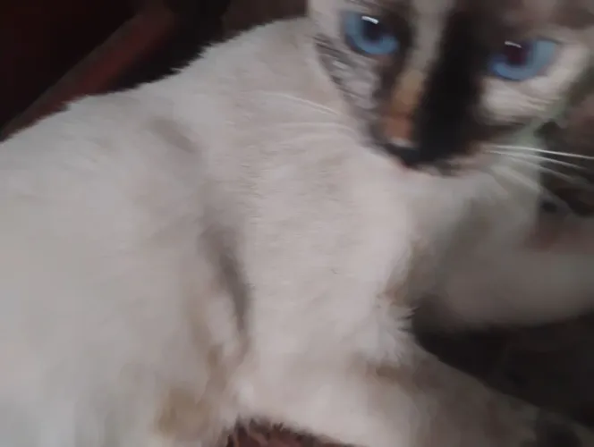 Doação de gatos