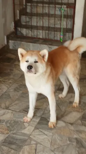 Akita