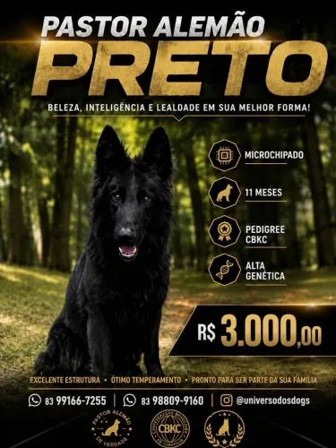 Filhote de Pastor Alemão Preto 