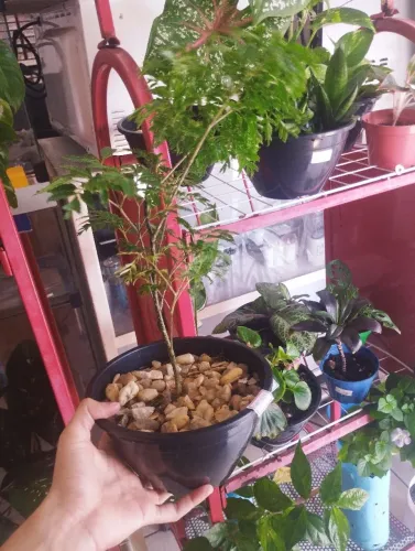 Plantas: Árvore da felicidade