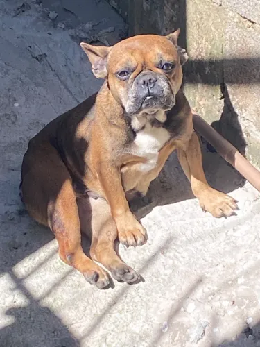 Bulldog francês fêmea