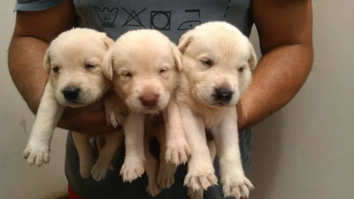 Filhote de Labrador 