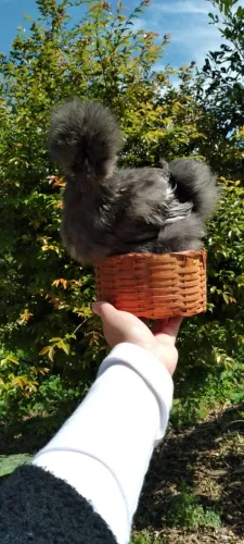 Sedosa do Japão