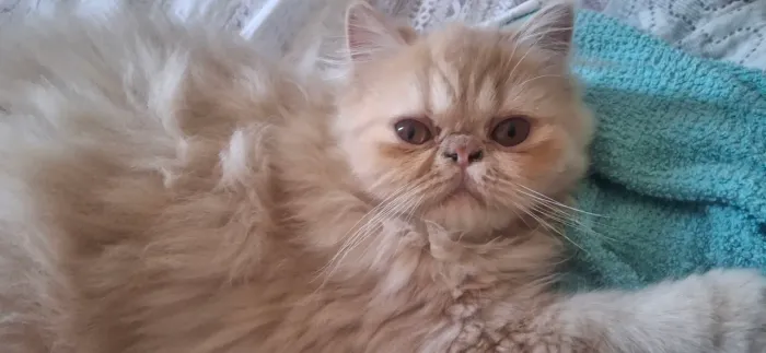 Vende-se lindo gatinho persa amoroso- preferência de determinados perfis para ser tutor(a)