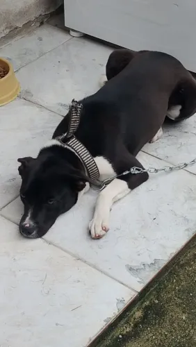Cao para adoção