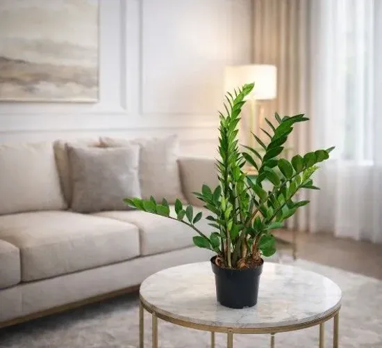 A Zamioculca Deixa Sua Casa Muito Mais Elegante