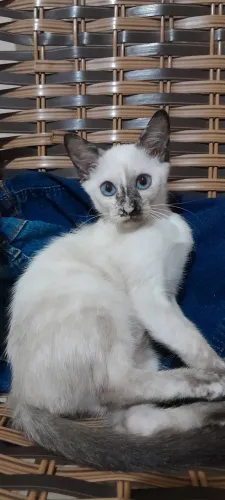 Gatinhas para adoção responsável