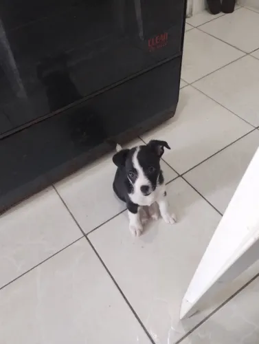 filhote de cachorro