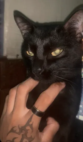 Doa-se casal de gatos pretos