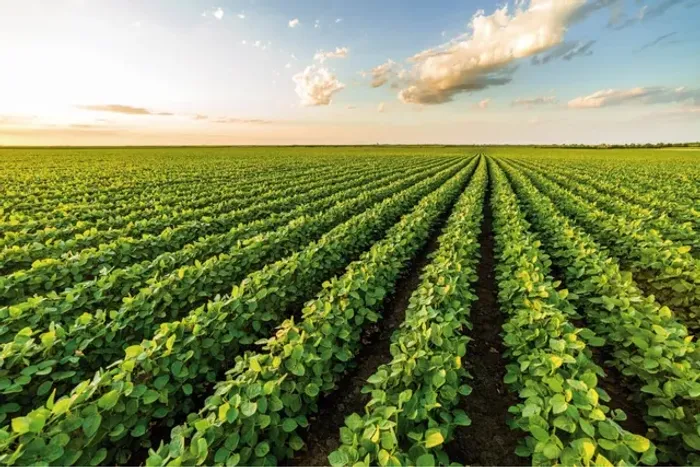 R$382.500.000 Fazenda de 900 alqueires Paulista em Paranapanema-SP