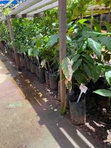 Mudas de Nativas do Cerrado, Frutíferas e Raras