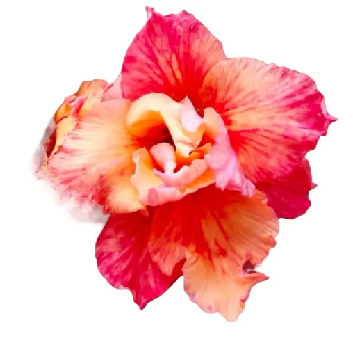 Rosa do deserto Orange Lover
